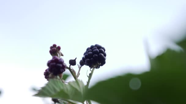 Jeżyny Gałęzi Organicznym Ogrodzie Zbliżenie Jagody — Wideo stockowe