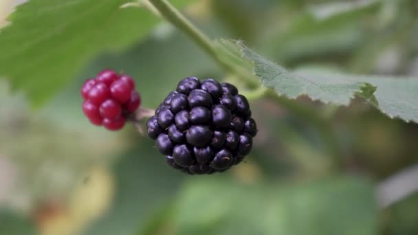 Jeżyny Gałęzi Organicznym Ogrodzie Zbliżenie Jagody — Wideo stockowe