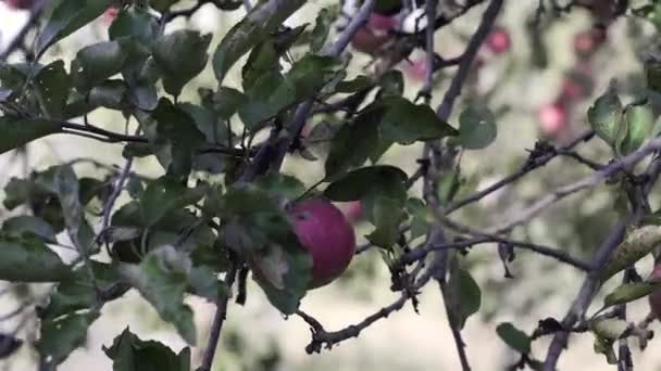 Äppelträd Med Röda Äpplen Ett Rött Äpple Växer Gren Odling — Stockvideo