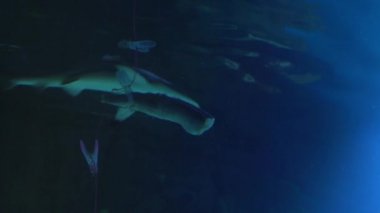 Bir kaplan köpekbalığı bir halatla suya indirilmiş bir balığı yer. Okyanus Balığı.