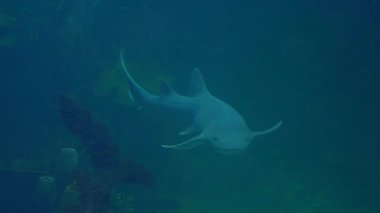 Hemşire köpekbalığı suda yüzer. Okyanus balığı. Ginglymostomatidae. 