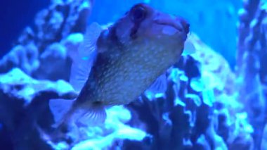 Deniz kestanesi okyanusta yüzer. Diodon holocanthus. Okyanus Balığı.