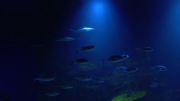 Bando Atum Bando Tubarões Nadam Água Peixe Oceânico Foco Suave — Vídeo de Stock