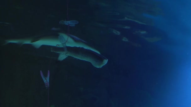 Rekin Tygrysi Zjada Rybę Która Została Spuszczona Wody Linie Ryby — Wideo stockowe