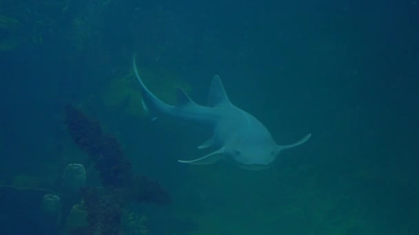 Infirmière Requin Nage Dans Eau Poisson Océanique Ginglymostomatidae — Video
