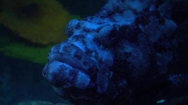 Bir Grouper 'a yakından bakıp suda yüzüyor. Deniz balığı. Epinefalus. 