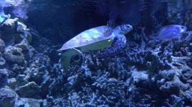 Yeşil deniz kaplumbağası mercan resiflerinde okyanusta yüzer. Chelonia Mydas. Yumuşak odak