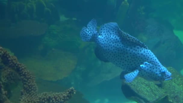 Mérou Nage Dans Eau Des Poissons Mer Epinephelus — Video