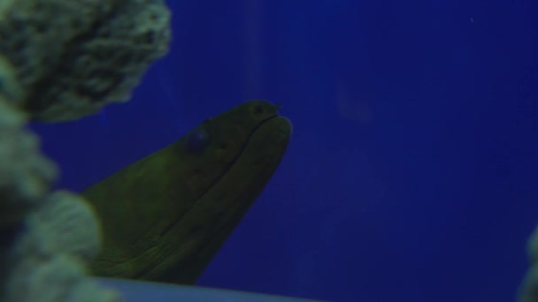 Close Moray Mediterrâneo Esconde Entre Rochas Subaquáticas Muraena Enguia Romana — Vídeo de Stock