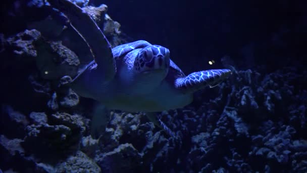 Grüne Meeresschildkröte Schwimmt Ozean Vor Korallenriffen Chelonia Mydas Weicher Fokus — Stockvideo