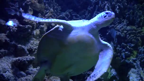 Πράσινη Θαλάσσια Χελώνα Κολυμπά Στον Ωκεανό Από Τους Κοραλλιογενείς Υφάλους — Αρχείο Βίντεο