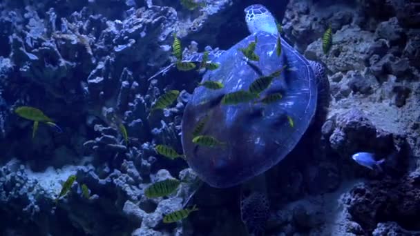 Grön Havssköldpadda Simmar Havet Utanför Korallrev Chelonia Mydas Mjuk Inriktning — Stockvideo