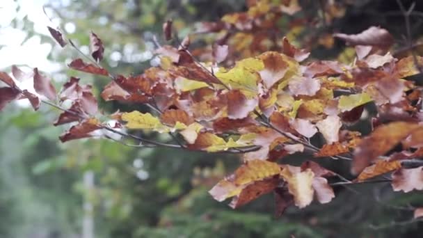 Foglie Gialle Ramo Concentrati Natura Autunnale — Video Stock