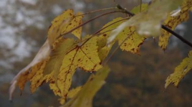 Sarı akçaağaç yaprakları dalda. Yumuşak odaklanma. Sonbahar doğası