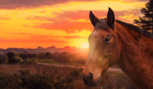 At baş gülümsemek günbatımı yol peyzaj