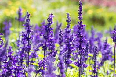 Lavanta tarlası. Lavanta çiçeği manzarası. Yakın çekim..