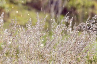 Tarlada açan çiçekler. Güneşli bir gün. Pembe çiçekler. Mor Çiçekler.