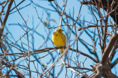 Yeşil alan arka planında karahindiba. Karahindiba çiçeği