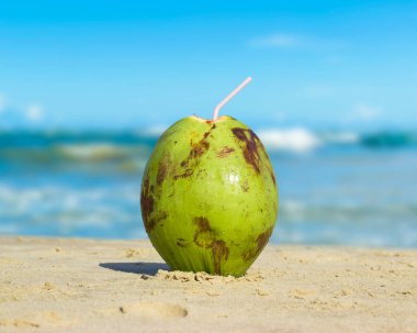 Quero Quero Çimen Kuşu