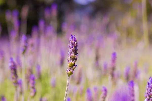 Lavendelveld Lavendelbloemenlandschap Sluitingsdatum — Stockfoto
