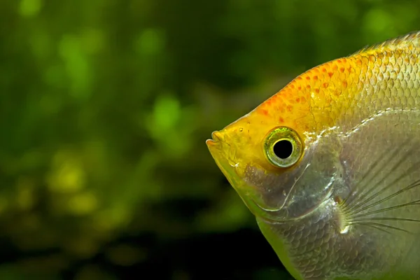 Pez ángel - pez amazona — Foto de Stock