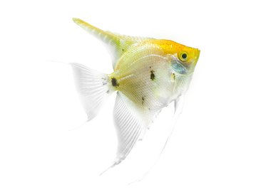 Angelfish - amazon fish clipart