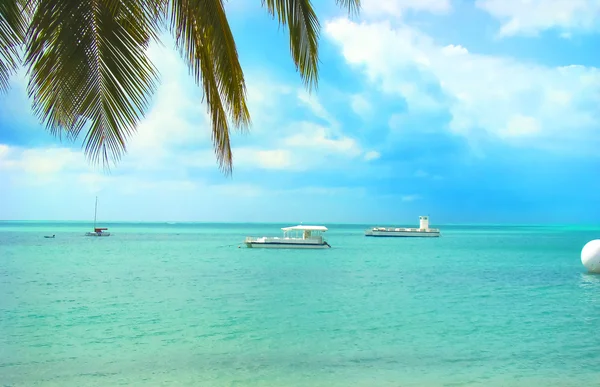 Maceio Beach krajina s kokosová palma — Stock fotografie