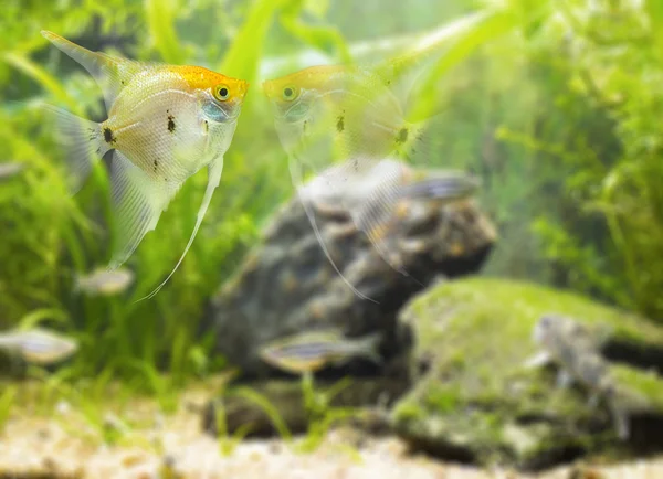 Angelfish looking mirror  glass-  fish — Stock Photo, Image