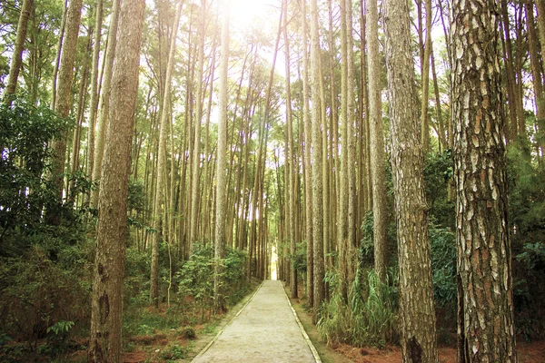 Ormanın içinden geçen yol