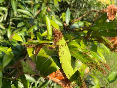 Dokumacı karıncalar (