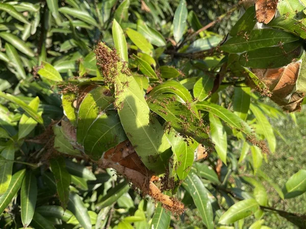 Weaver ants or green ants (genus Oecophylla) are eusocial insects of the family Formicidae (order Hymenoptera).