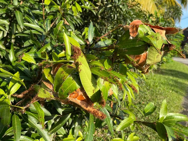 Vävande Myror Eller Gröna Myror Släktet Oecophylla Eusociala Insekter Familjen — Stockfoto
