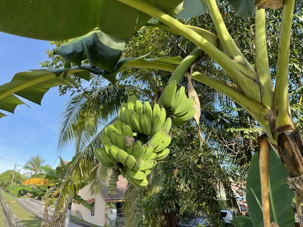 Sluten Bild Ett Gäng Omogna Bananer Bananträdet — Stockfoto