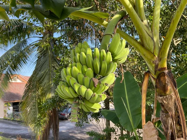 Sluten Bild Ett Gäng Omogna Bananer Bananträdet — Stockfoto