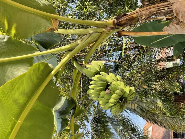 Sluten Bild Ett Gäng Omogna Bananer Bananträdet — Stockfoto