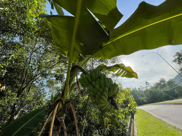 Eingeschlossene Aufnahme Eines Bündels Unreifer Bananen Auf Einem Bananenbaum — Stockfoto