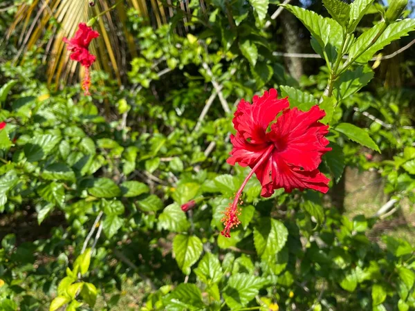 Hibiscus Genus Flowering Plants Mallow Family Malvaceae Genus Quite Large — Stock Photo, Image