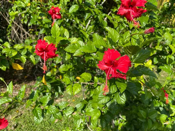 Hibiscus Genus Flowering Plants Mallow Family Malvaceae Genus Quite Large — Stock Photo, Image