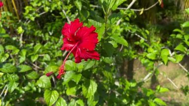 Hibiscus, Malvaceae familyasından bir bitki cinsidir.. 