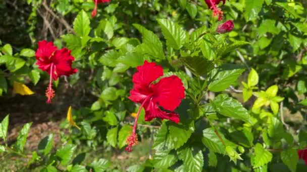 Hibiscus Rod Kvetoucích Rostlin Čeledi Sladovitých Malvaceae — Stock video