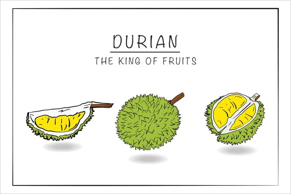 Durian Vektor Handskiss Klotter Stil Färgad — Stock vektor
