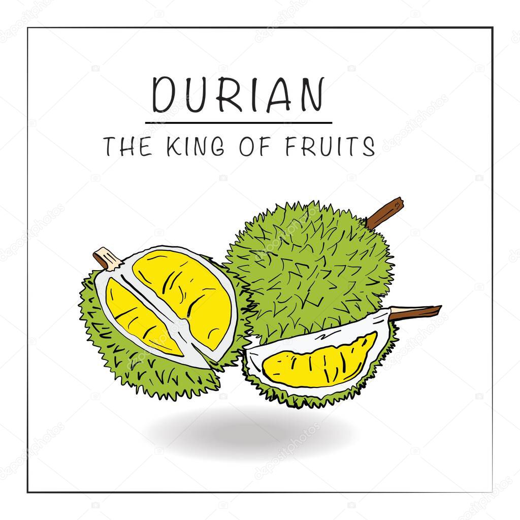 Durian vector handsketch/doodle style, coloured
