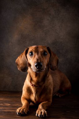 Kızıl saçlı dachshund köpeği ahşap zeminde yatıyor, yakın plan.