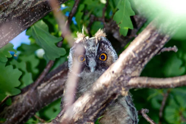 古いオークの木にフクロウ 獲物の目の鳥 — ストック写真