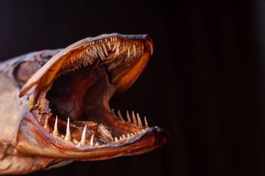 Tütsülenmiş yırtıcı balık Pike ve dişleri