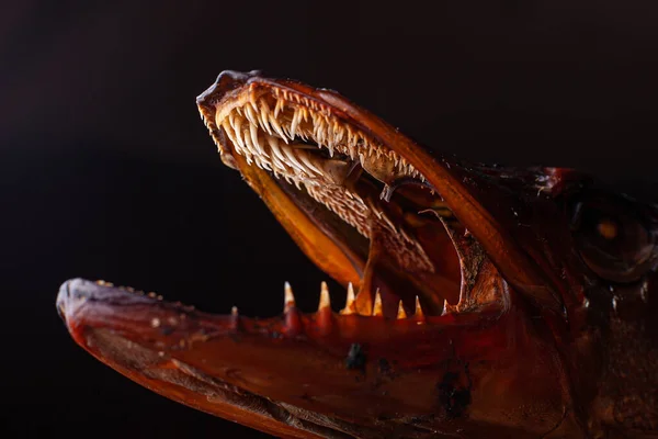 Smoked Predatory Fish Pike Its Teeth — Stock Photo, Image