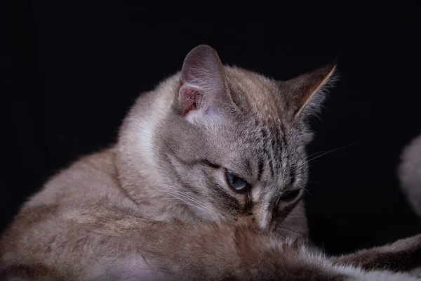 Симпатичный Тайский Кот Породы Черном Фоне — стоковое фото