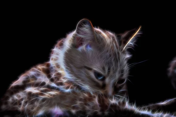 แมวพ ไทยน กบนพ นหล — ภาพถ่ายสต็อก