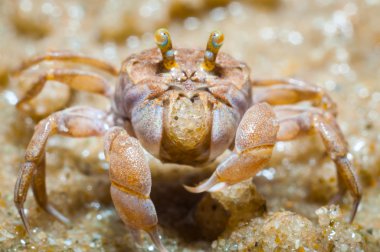 Hayalet Yengeç (Ocypode quadrata)