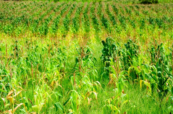 Campo de maíz en el paisaje rural agrícola —  Fotos de Stock